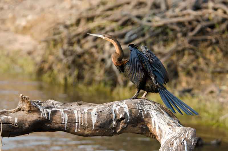 131 - Botswana - aguila pescadora - parque nacional de Chobe